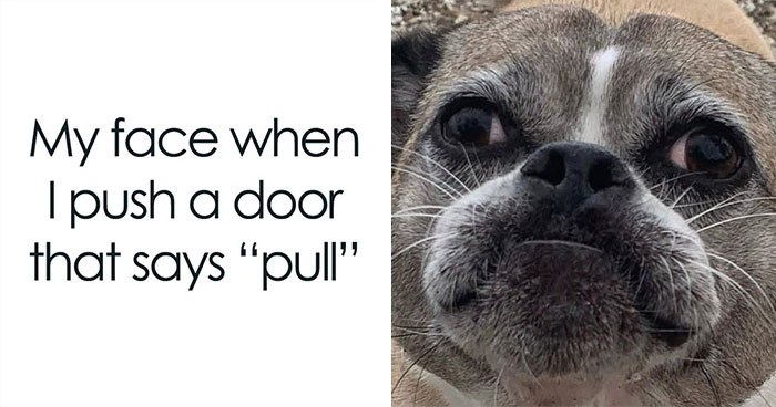 35 Memes Shared By This Dog’s Owner That Turn Everyday Struggles Into Comedy