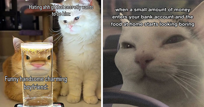 70 Funny Posts From The “Of Course Cats” Page