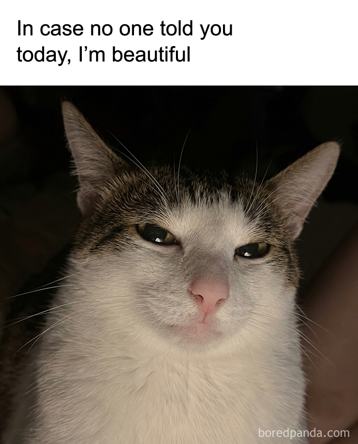 A beautiful cat meme with a smug look, saying In case no one told you today, I'm beautiful.