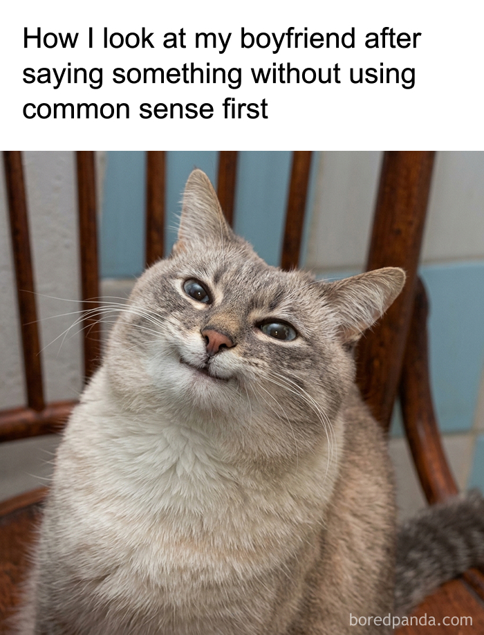 A cat meme with a funny, sassy expression, saying How I look at my boyfriend after saying something without common sense.