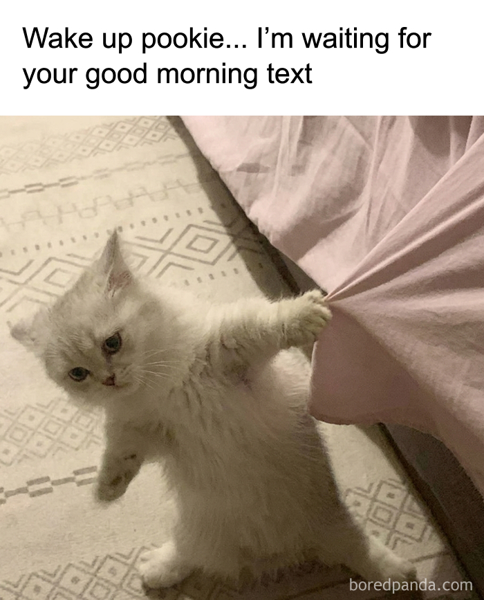 A small white kitten cat meme pulling on a blanket, saying Wake up pookie... I'm waiting for your text.