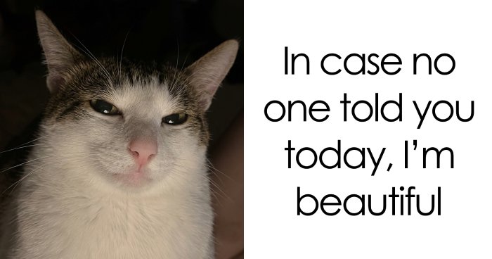 77 Cat Memes You Will Probably Want To Send To Someone Special