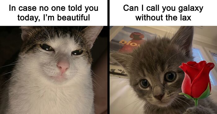 These 77 Relatable Cat Memes Are The Best Way To Start The Day With A Smile