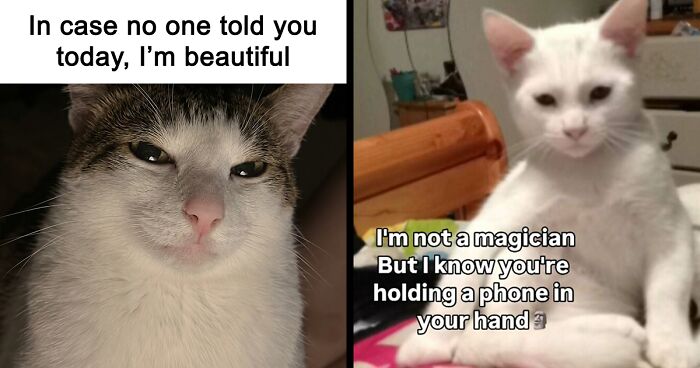 These 77 Relatable Cat Memes Are The Best Way To Start The Day With A Smile