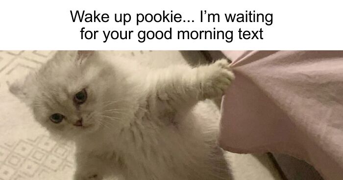 These 77 Relatable Cat Memes Are The Best Way To Start The Day With A Smile
