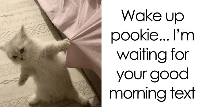 These 77 Relatable Cat Memes Are The Best Way To Start The Day With A Smile