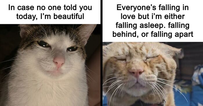 These 77 Relatable Cat Memes Are The Best Way To Start The Day With A Smile