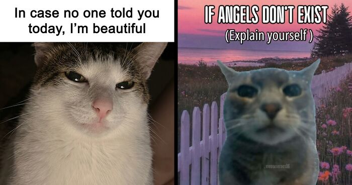 These 77 Relatable Cat Memes Are The Best Way To Start The Day With A Smile