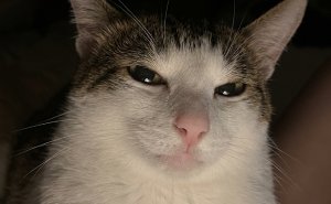 77 Cat Memes You Will Probably Want To Send To Someone Special
