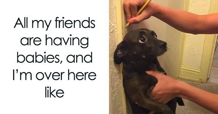 This Page Shared 62 Memes That Show Why Dogs Are So Lovable And Entertaining