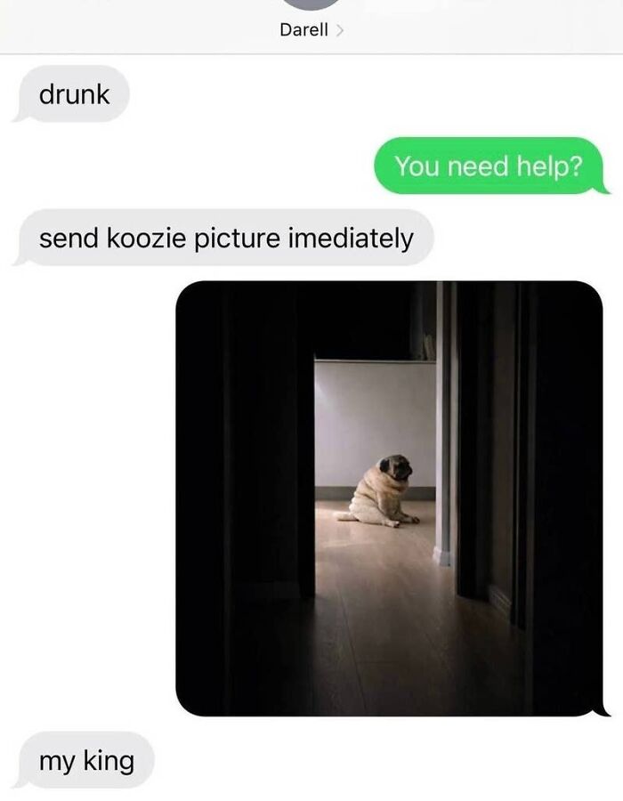 A screenshot of hilarious texts asking for a koozie picture, revealing a small, sad pug dog.