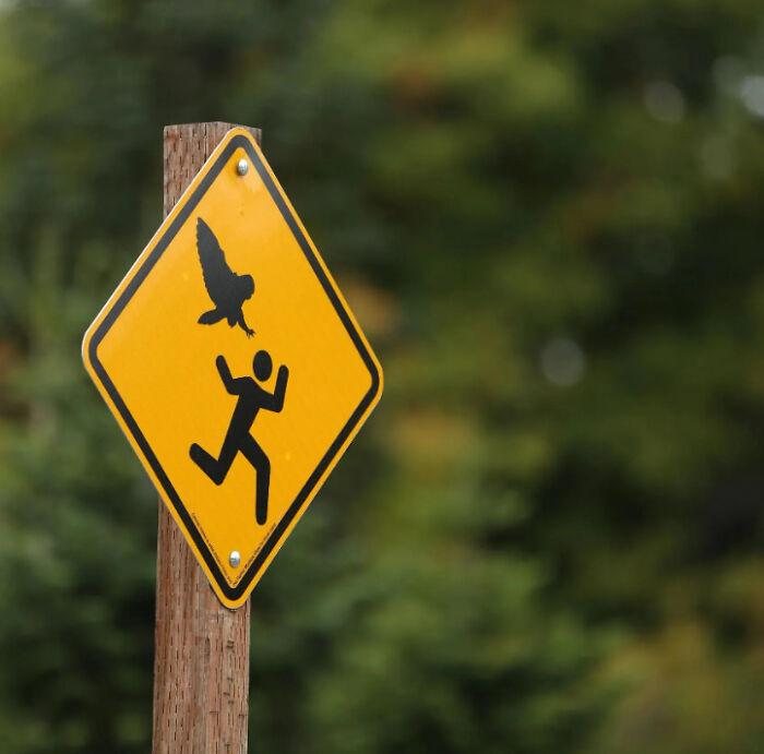 A yellow diamond road sign featuring a silhouette of an owl swooping down on a running person.