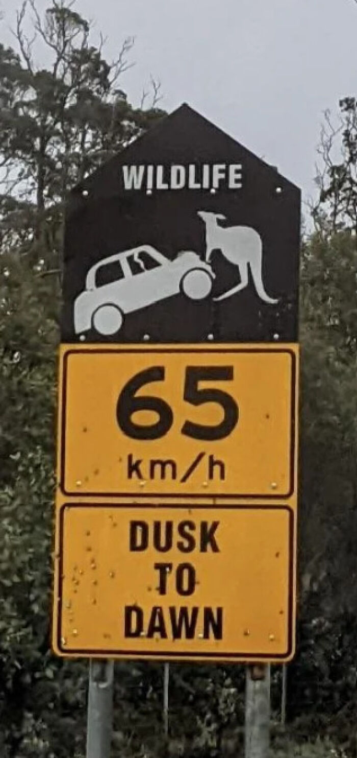 An Australian road sign warning of wildlife with a kangaroo jumping onto a car, showing signs around the world.