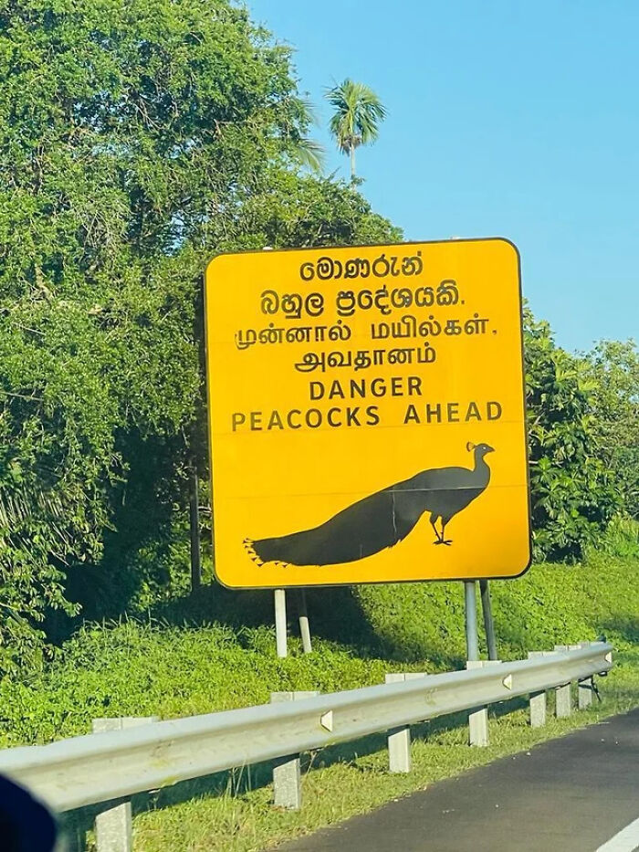 Yellow road sign warning of peacocks ahead as a unique sign from around the world.