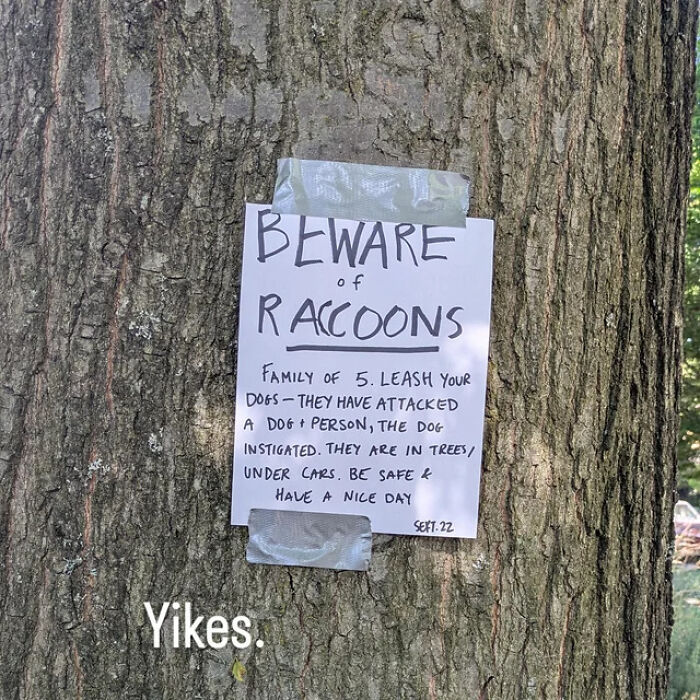 A handwritten warning sign on a tree about a family of raccoons, highlighting funny mistakes on signs