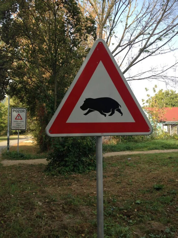 Triangular road sign depicting a hippopotamus in a location where it does not belong.