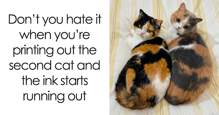 70 Hilarious Cat Memes Shared By This Page With The Pawtential To Turn Your Day Around