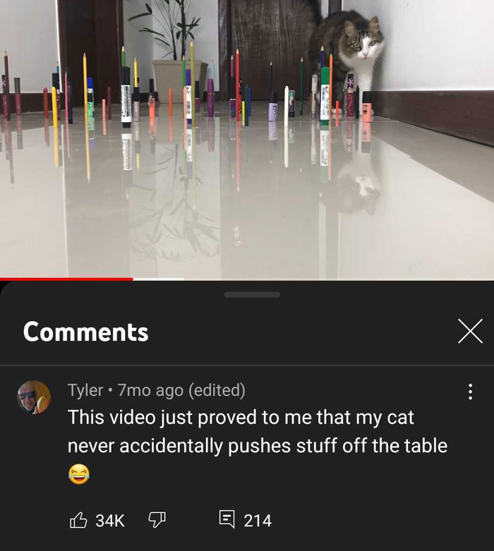 A cat standing among upright pens, next to a hilarious YouTube comment from the comment section.
