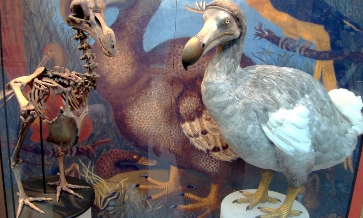 From The Dodo To The Suez Canal: Try To Ace These 18 General Knowledge Trivia Questions