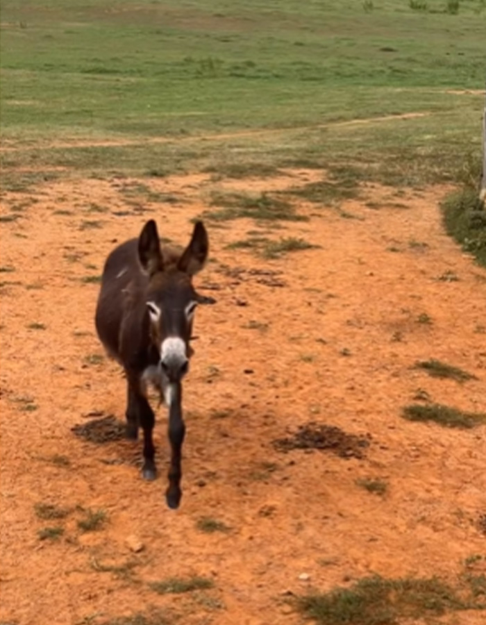 Baby donkey, HeeHaw, walking in a field before the Georgia cop incident. Baby donkey, HeeHaw, walking in a field before the Georgia cop incident.