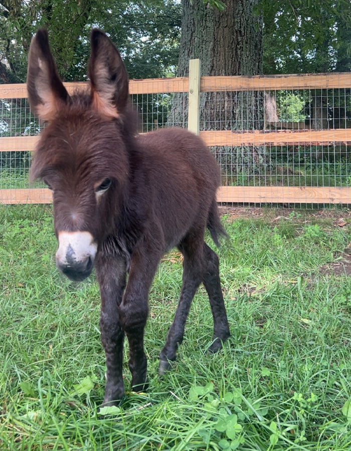 A baby donkey stands in grass, a heartbreaking clip of HeeHaw's last days. A baby donkey stands in grass, a heartbreaking clip of HeeHaw's last days.