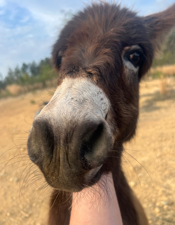 Close-up of a baby donkey's face, a heartbreaking clip of HeeHaw's last days, after a Georgia cop fatally fired. Close-up of a baby donkey's face, a heartbreaking clip of HeeHaw's last days, after a Georgia cop fatally fired.