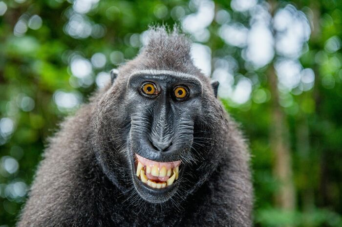Close-up of a monkey showing its teeth, looking directly at the camera. This highlights stupid things people said.