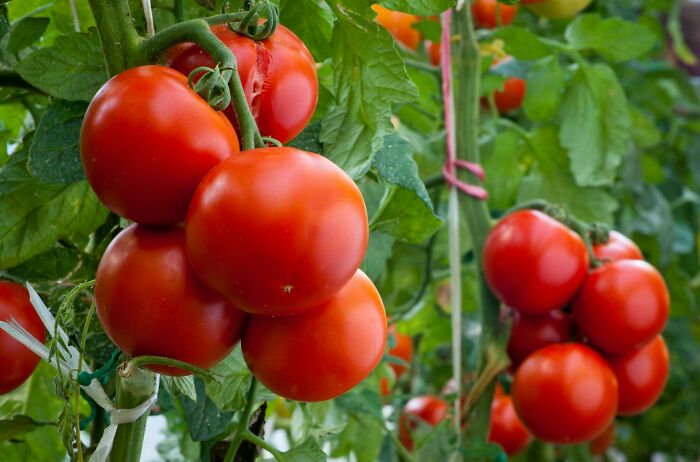 Fresh red tomatoes growing on a vine, illustrating nutrition and body changes