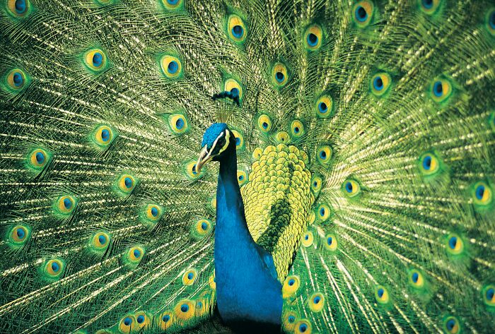 These 49 Animals Seem Cute But Zookeepers Say They Are A Total Nightmare