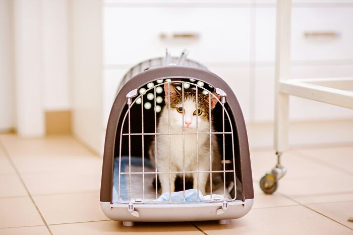 A cat in a carrier, representing an unexpected airline seating lottery seatmate scenario.
