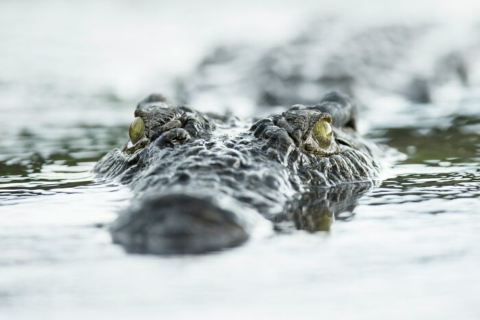 These 49 Animals Seem Cute But Zookeepers Say They Are A Total Nightmare