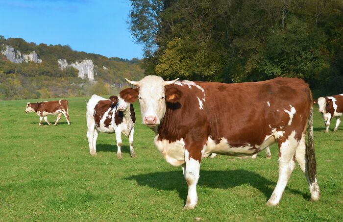 Brown and white cows grazing in a grassy field on a sunny day during outdoor weddings
