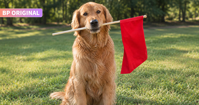 The Golden Retriever Boyfriend Is Every Woman’s Dream, Until He Follows You To The Bathroom