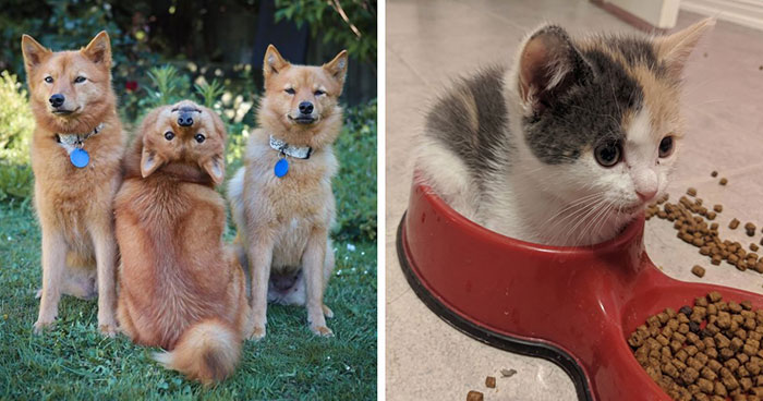 107 Animal Photos That Are So Wholesome They May Bring You Good Vibes That Last For Days