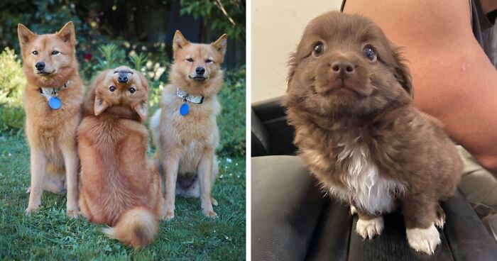107 Wholesome Animal Photos That Might Restore Your Faith In The Internet