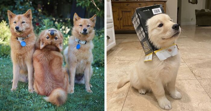 107 Wholesome Animal Photos That Might Restore Your Faith In The Internet