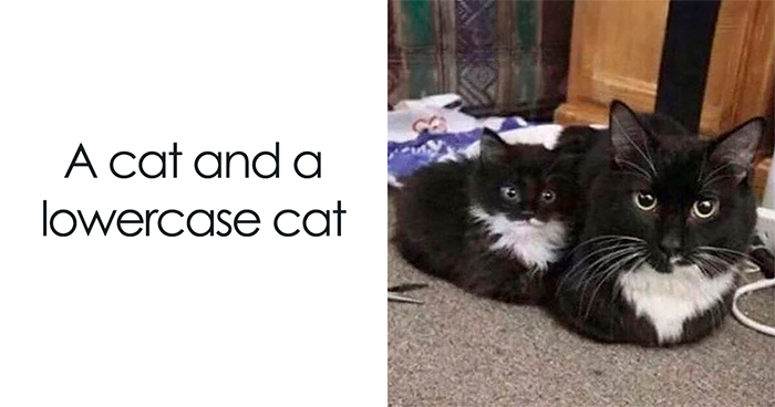 48 Of The Funniest Cat Memes Shared By This Page That Are Impossible Not To Laugh At