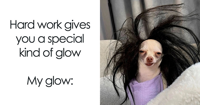 54 Hilarious Dog Memes That Prove Dogs Are Natural-Born Comedians, As Shared By This Page