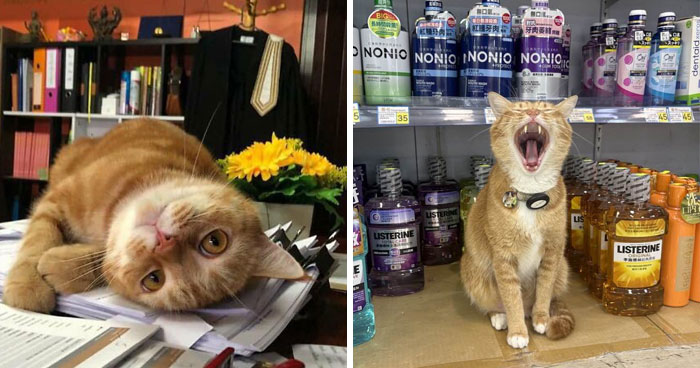 44 Cats With Jobs Who Somehow Look More Qualified Than The Rest Of Us, As Shared By This Page