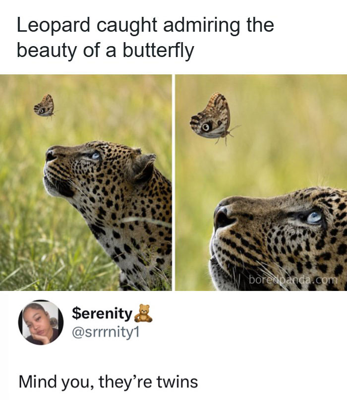 A meme of a leopard looking at a butterfly, highlighting their similar eye patterns.