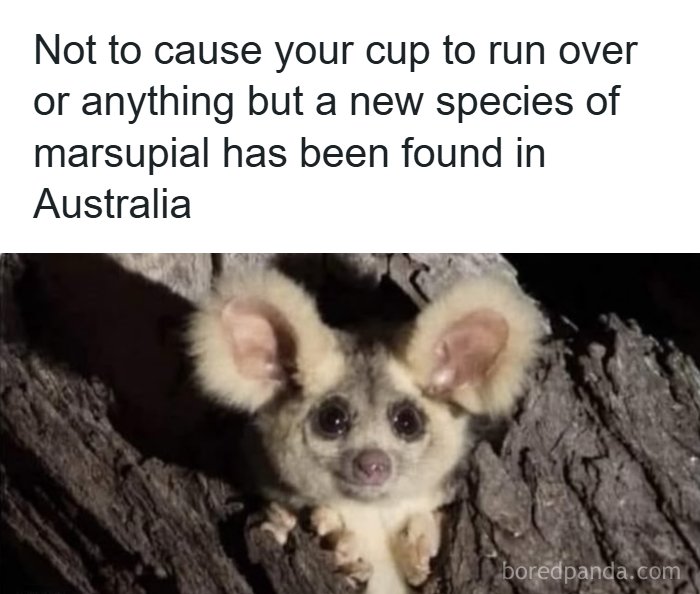 A cute new marsupial peeking from a tree trunk, an adorable animal meme from Australia.