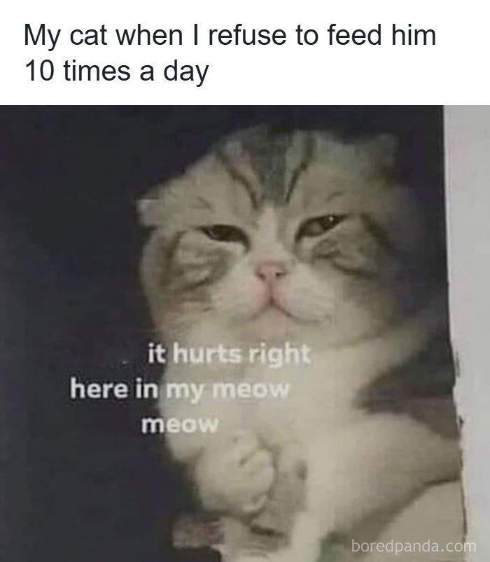 A funny animal meme featuring a cat meme with the text My cat when I refuse to feed him 10 times a day, with a sad-looking cat and the caption It hurts right here in my meow meow.
