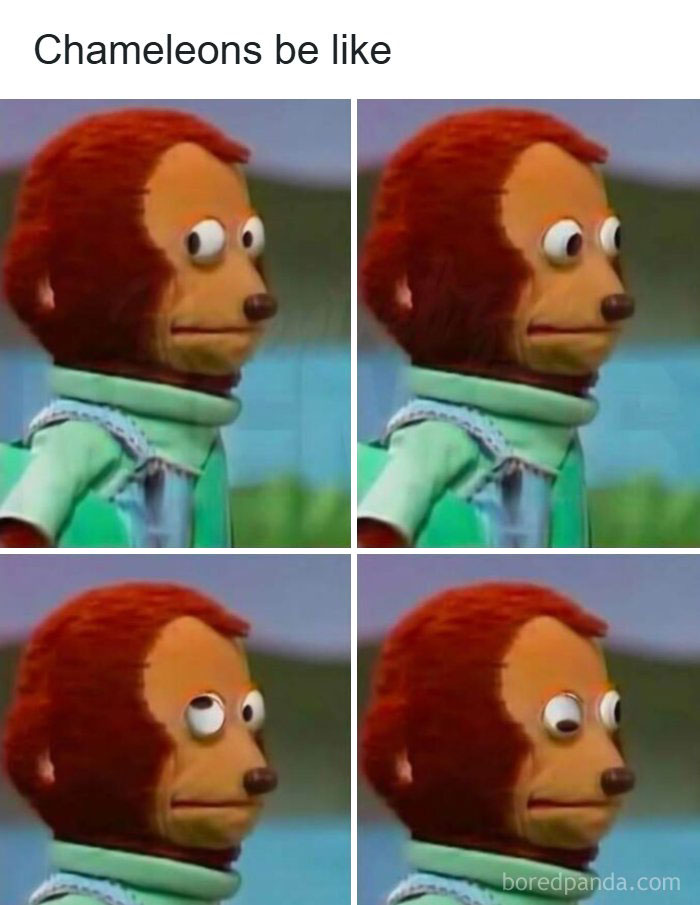 A hilarious meme of the blinking monkey puppet representing chameleons.