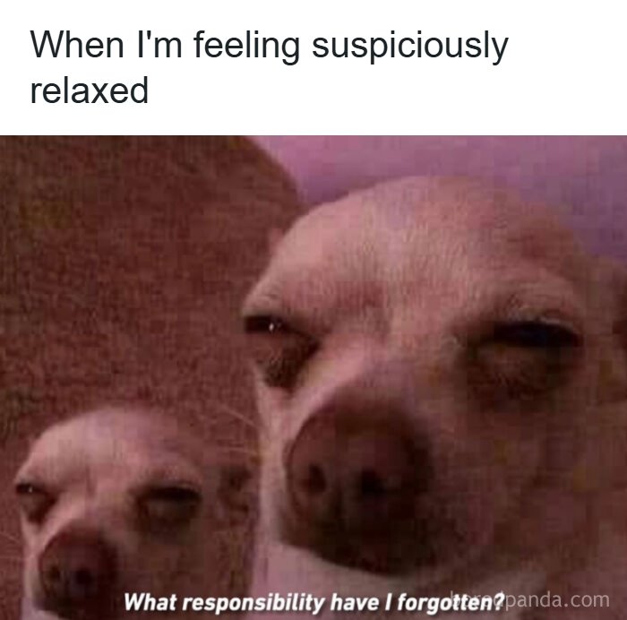 Chihuahuas looking suspicious about forgetting a responsibility, illustrating funny ADHD memes.