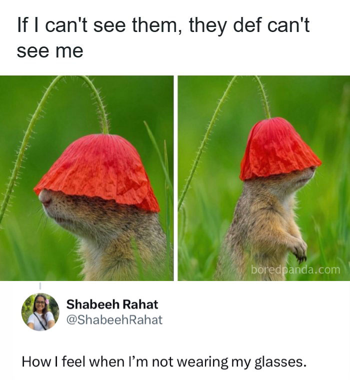 Two images of a prairie dog with a poppy flower on its head, acting like a meme, with text If I cant see them, they def cant see me. A tweet below says How I feel when Im not wearing my glasses.