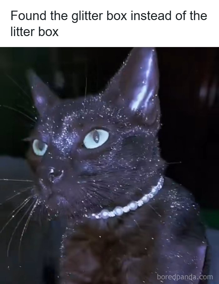 A meme of a cat covered in glitter, with a caption saying 'Found the glitter box instead of the litter box', representing some days that feel like a meme.