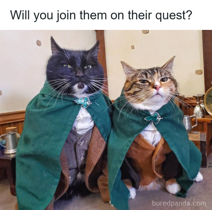Two cats dressed in green cloaks, like hobbits, for funny animal memes.