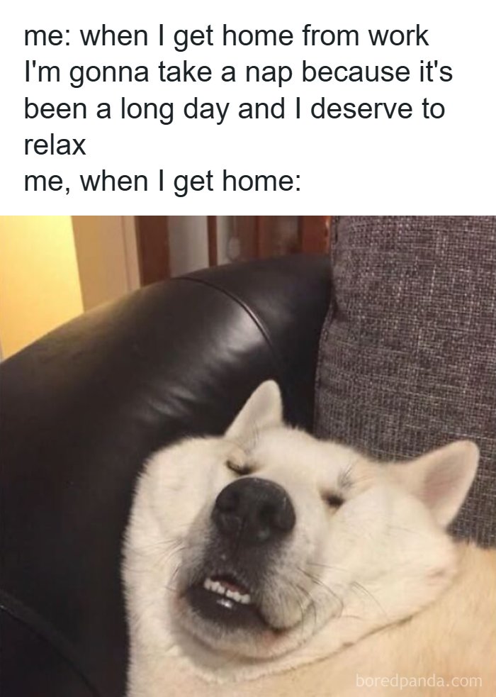 Sleepy dog relaxing on couch after long workday meme