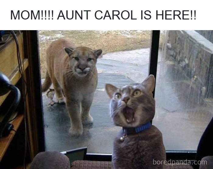 An adorable animal meme showing a domestic cat startled by a large wild cat outside a window. This funny animal meme highlights surprising encounters.