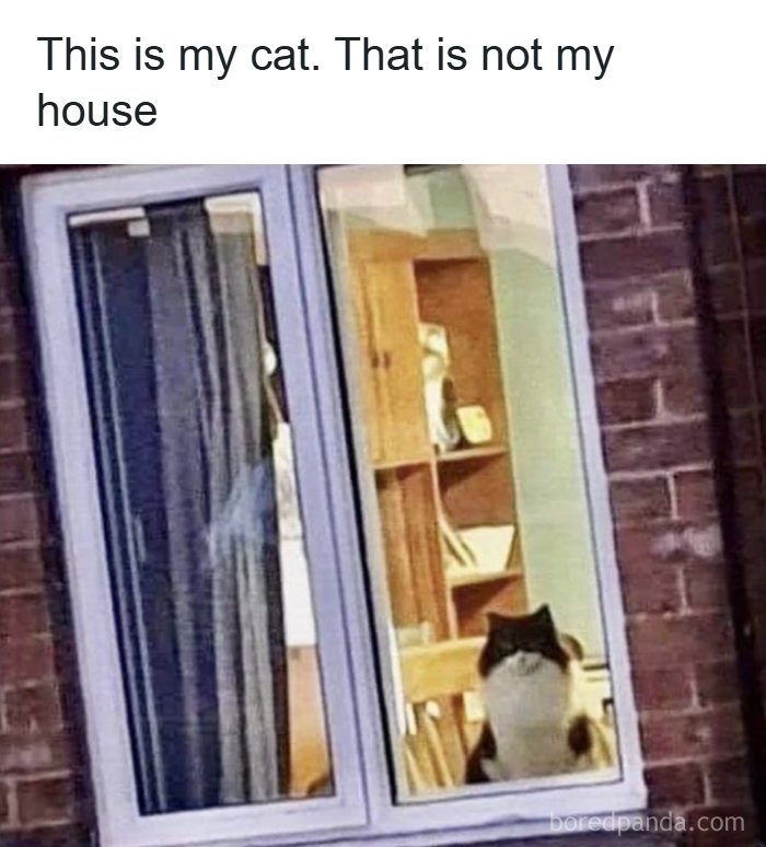 An adorable animal meme featuring a cat looking through a window with the caption, 'This is my cat. That is not my house.'